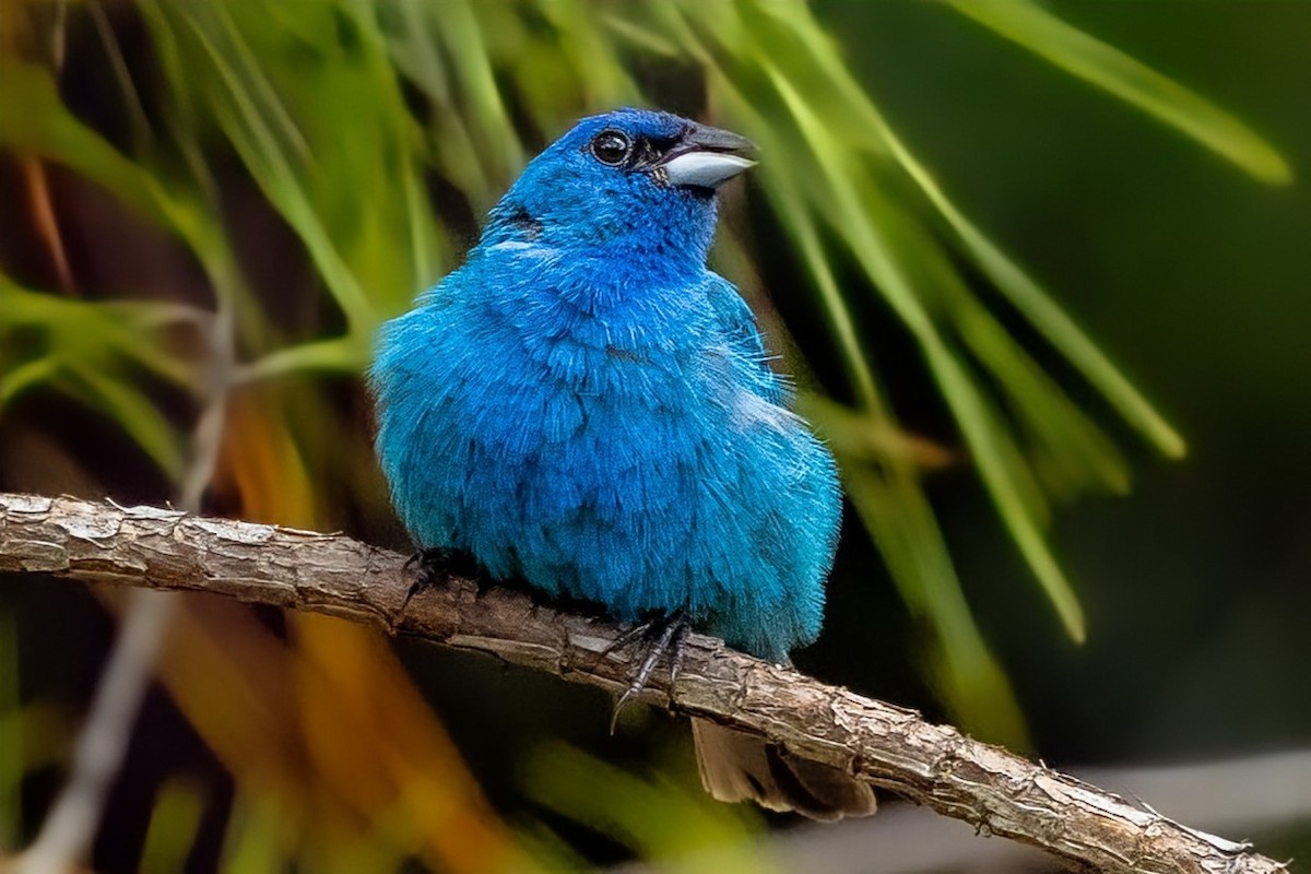 Indigo Bunting - ML640030088