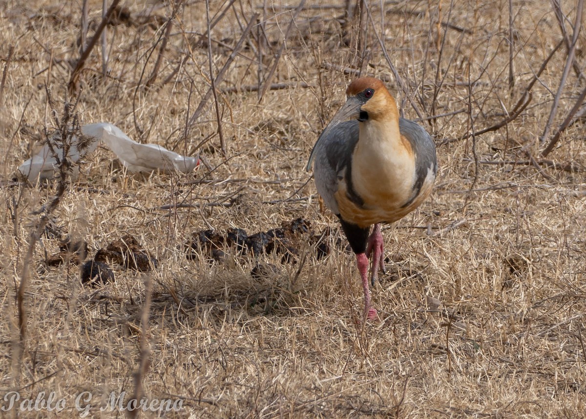 Black-faced Ibis - ML640030105