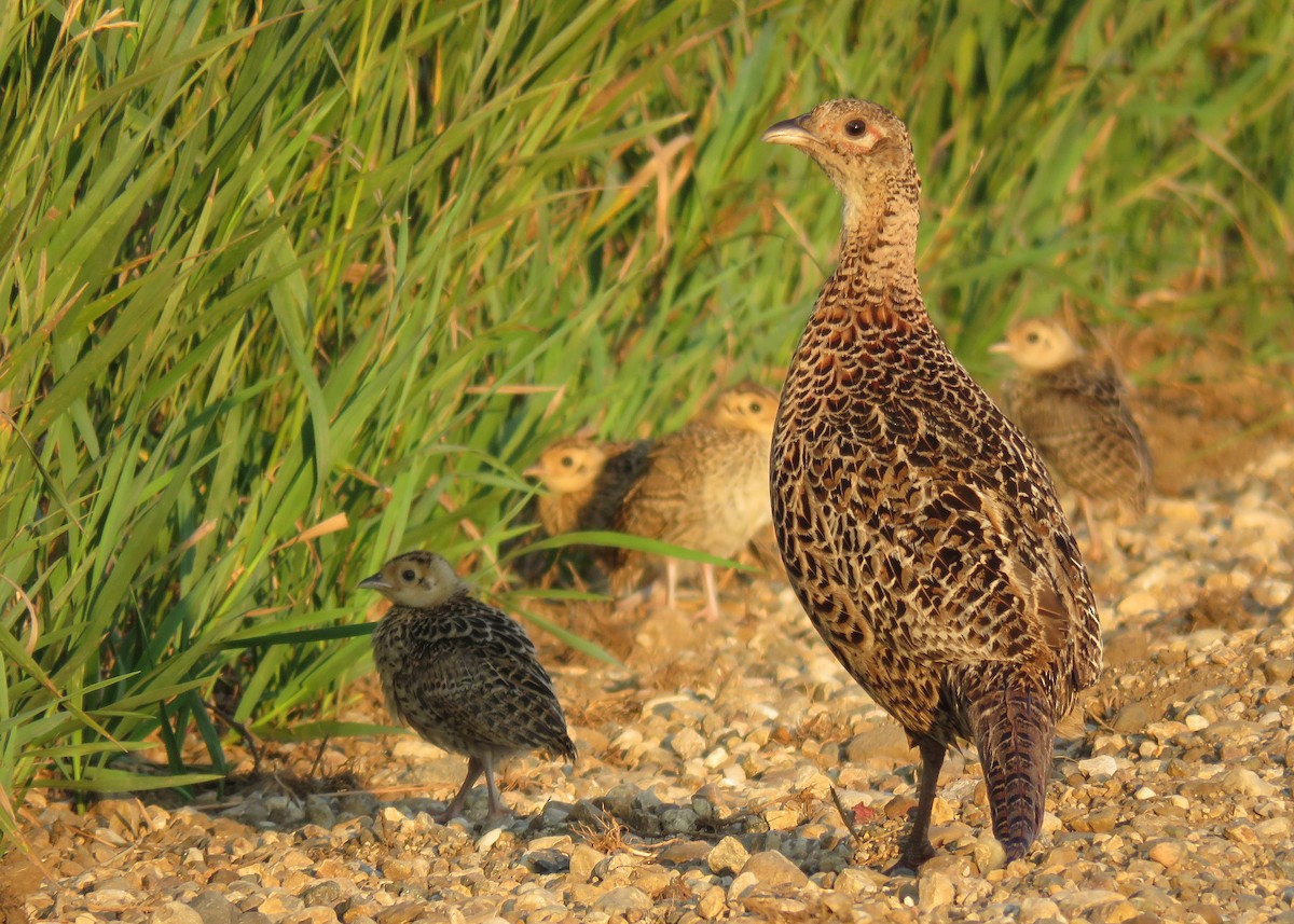 Ring-necked Pheasant - Kelly Preheim