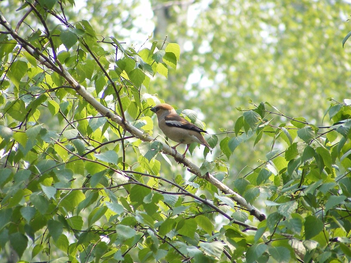 Hawfinch - ML640030296