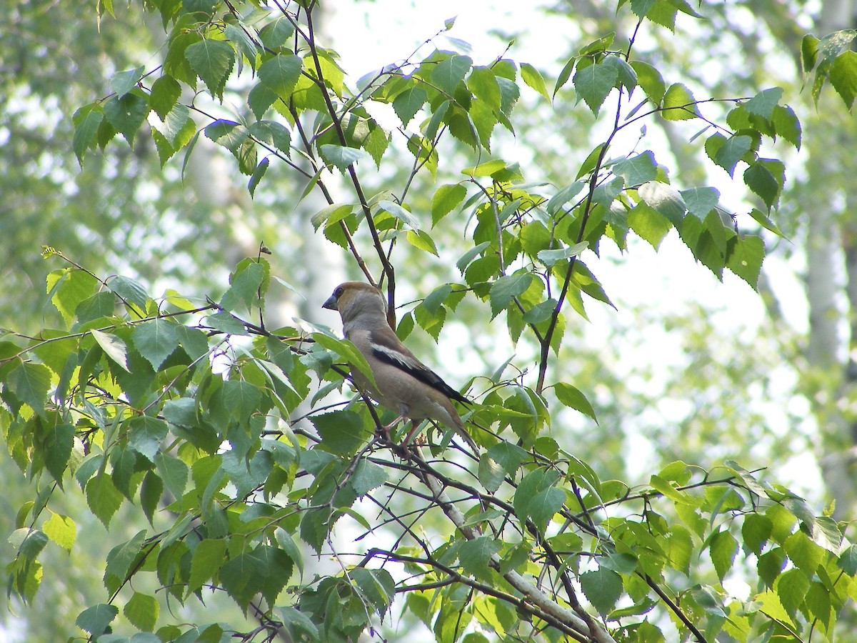Hawfinch - ML640030300