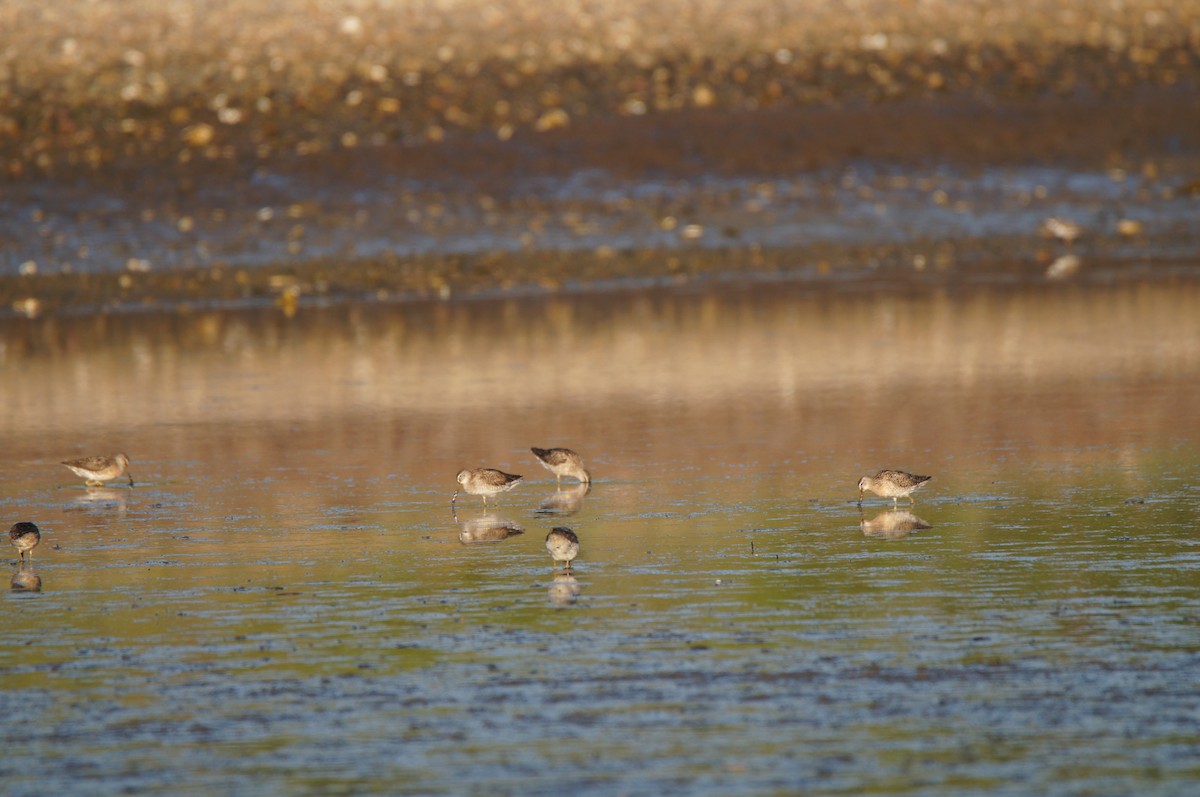 Short-billed Dowitcher (griseus) - ML640030338