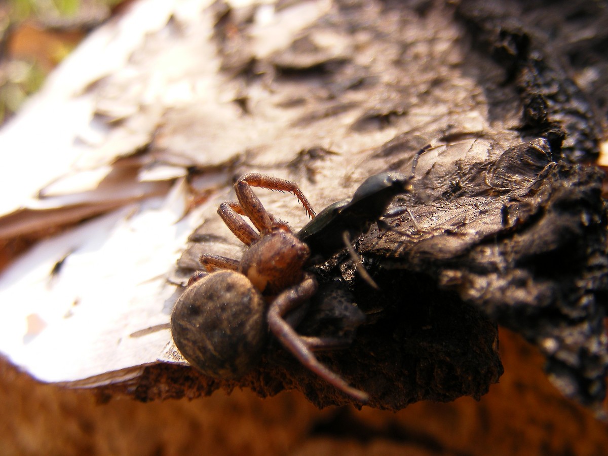 Animals - ML640030349