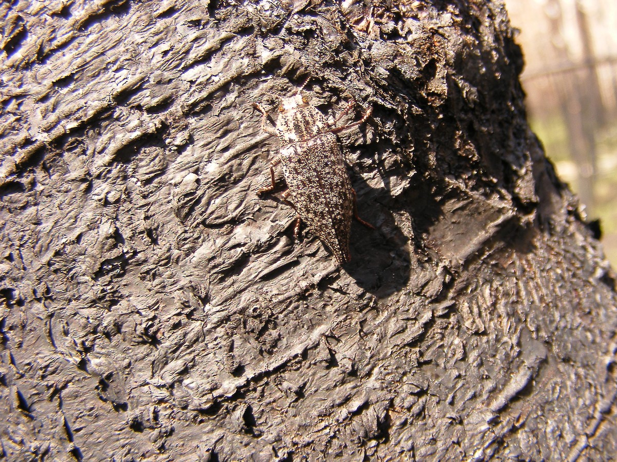 Animals - ML640030377