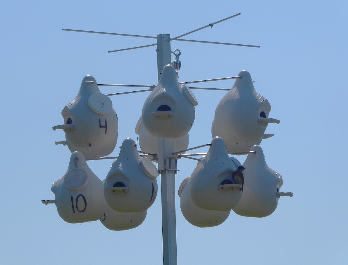 Purple Martin - ML640030380