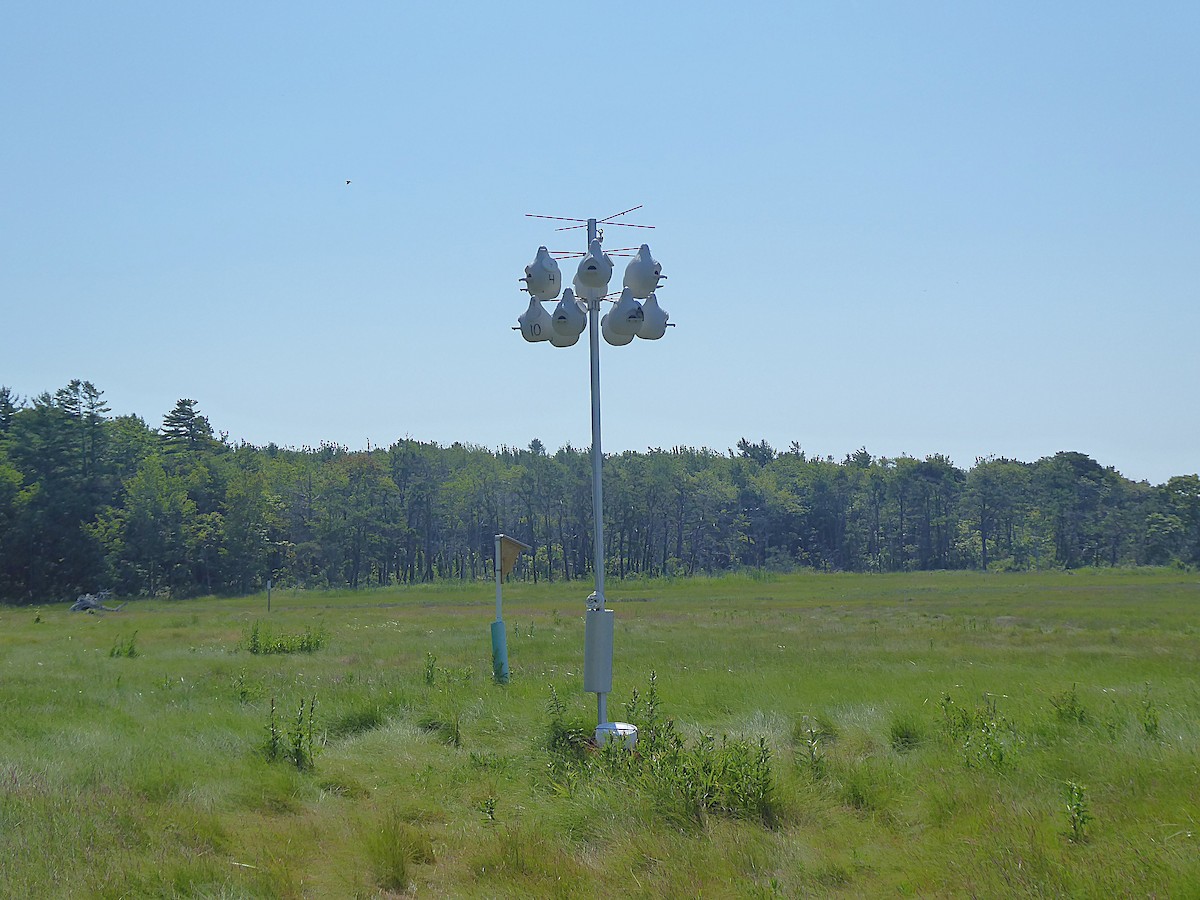 Purple Martin - ML640030381