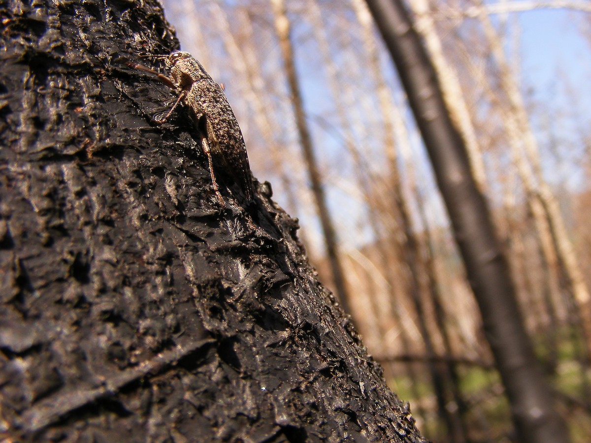 Animals - ML640030384