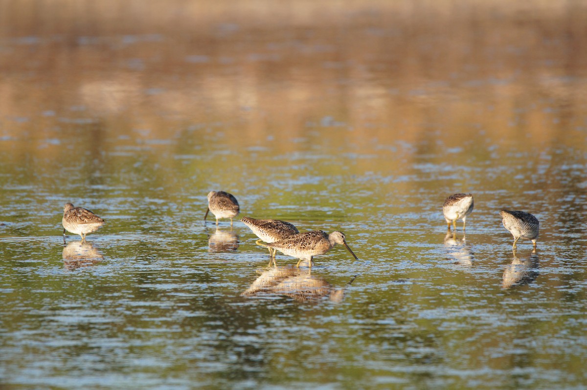 Short-billed Dowitcher (griseus) - ML640030386