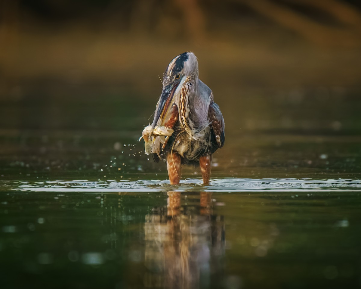 Great Blue Heron - ML640030408