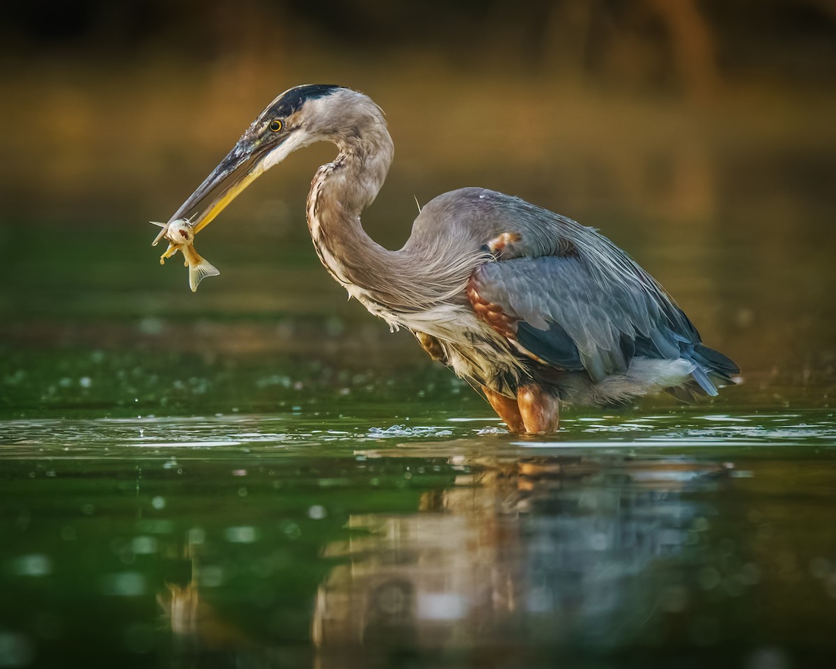 Great Blue Heron - ML640030409