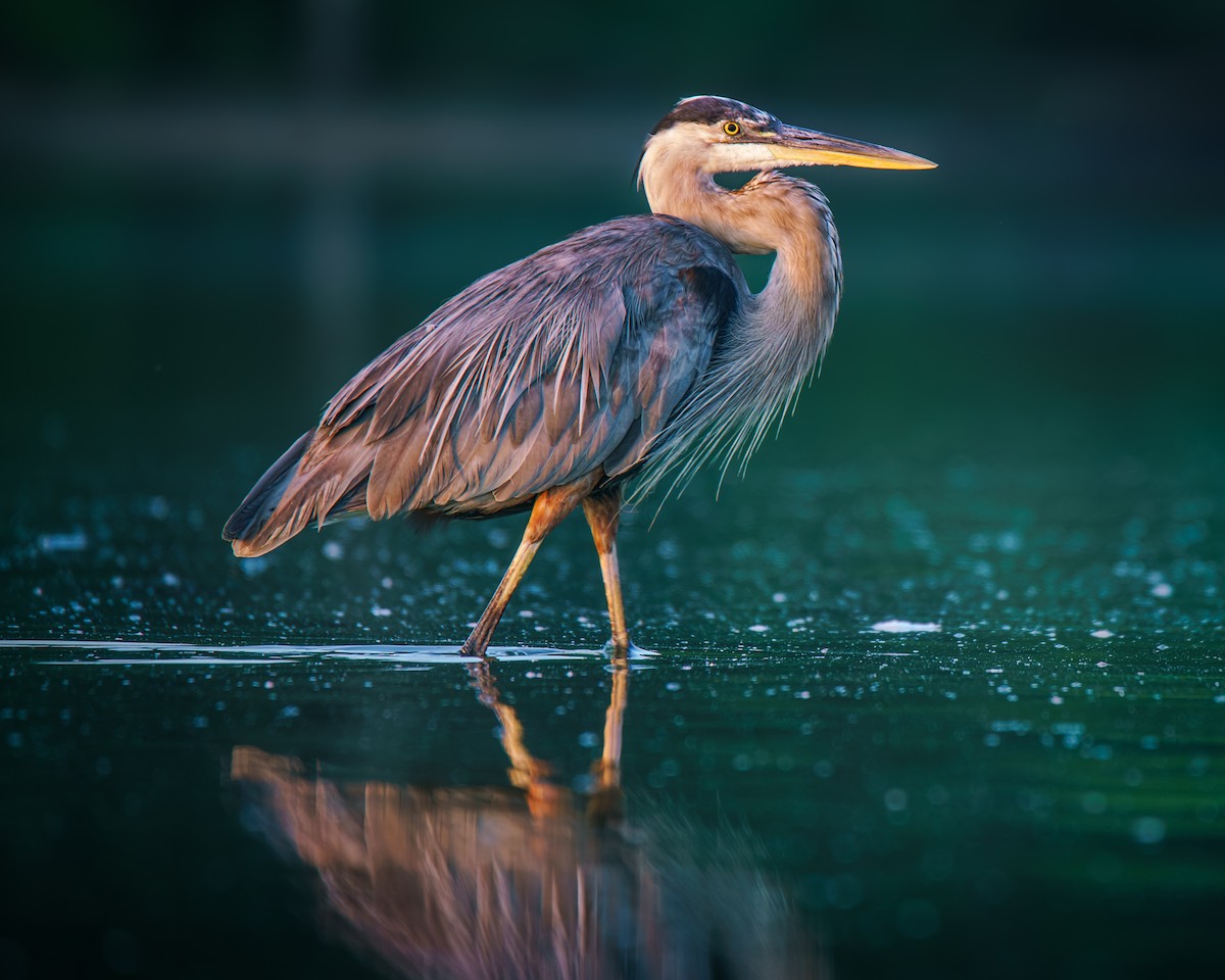 Great Blue Heron - ML640030410