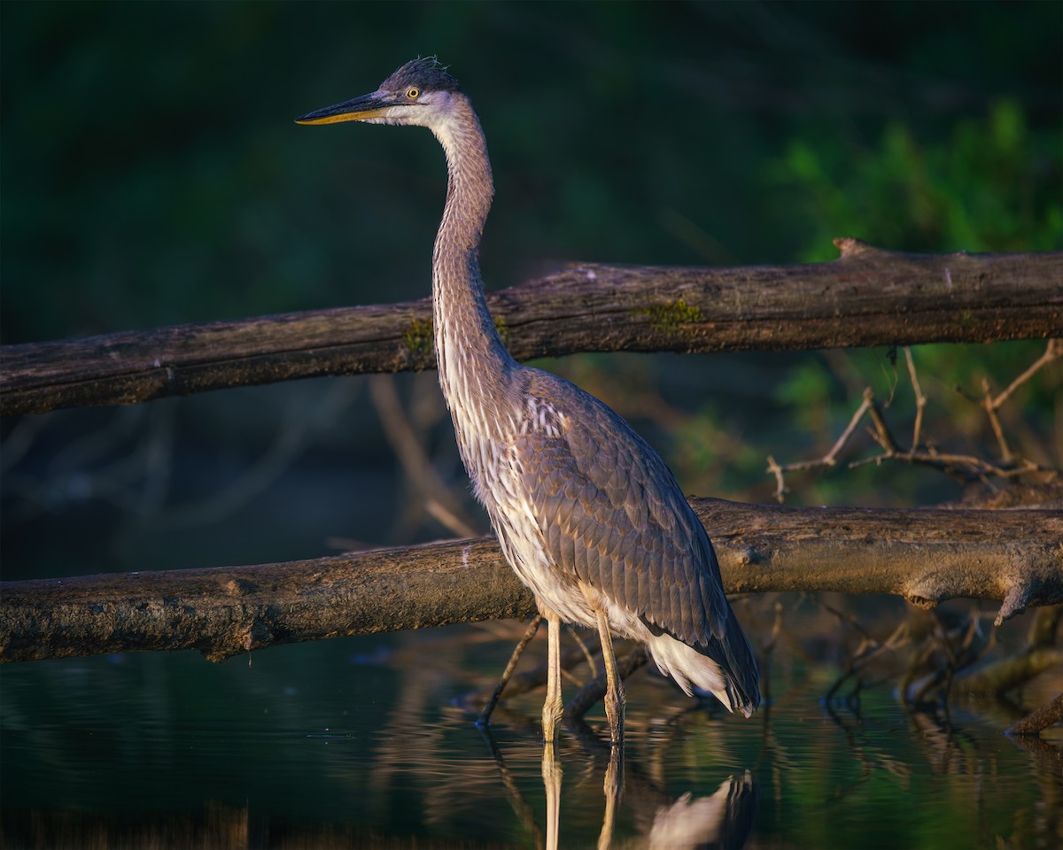 Great Blue Heron - ML640030413