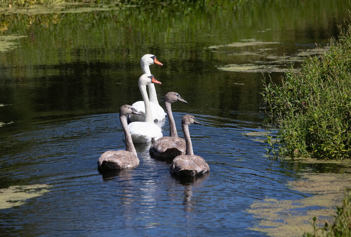 Höckerschwan - ML640030431
