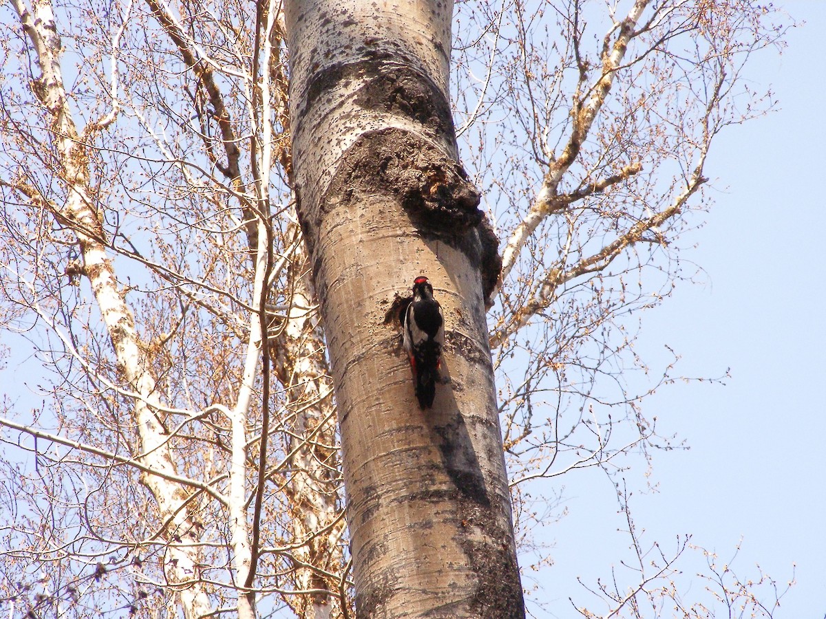 Great Spotted Woodpecker - ML640030524