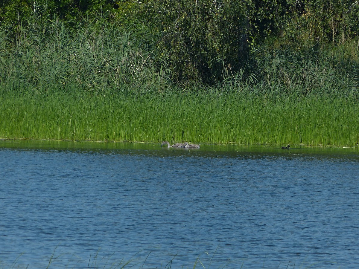 Höckerschwan - ML640030563