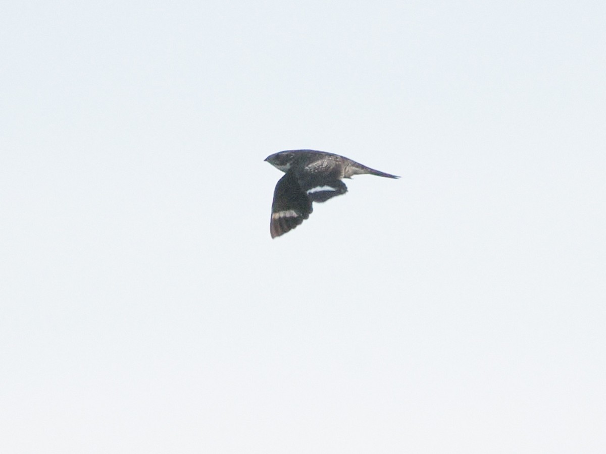 Common Nighthawk - ML640030641