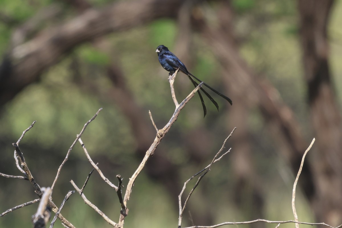 Steel-blue Whydah - ML640030646