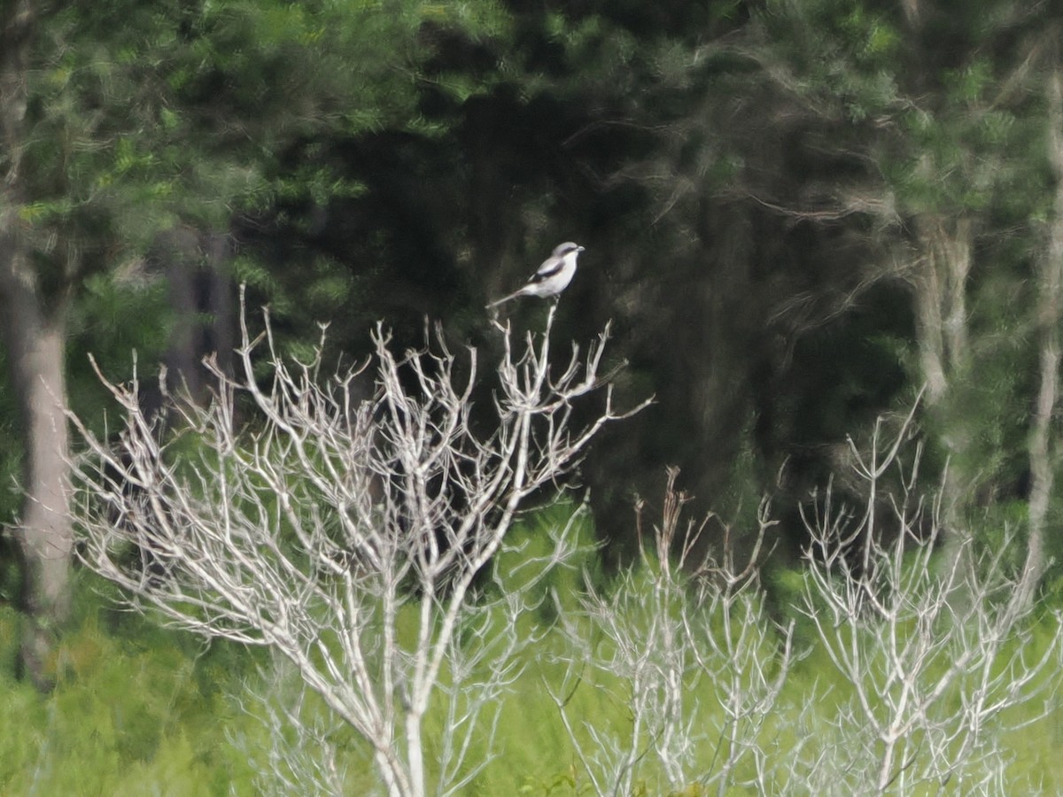 Loggerhead Shrike - ML640030672