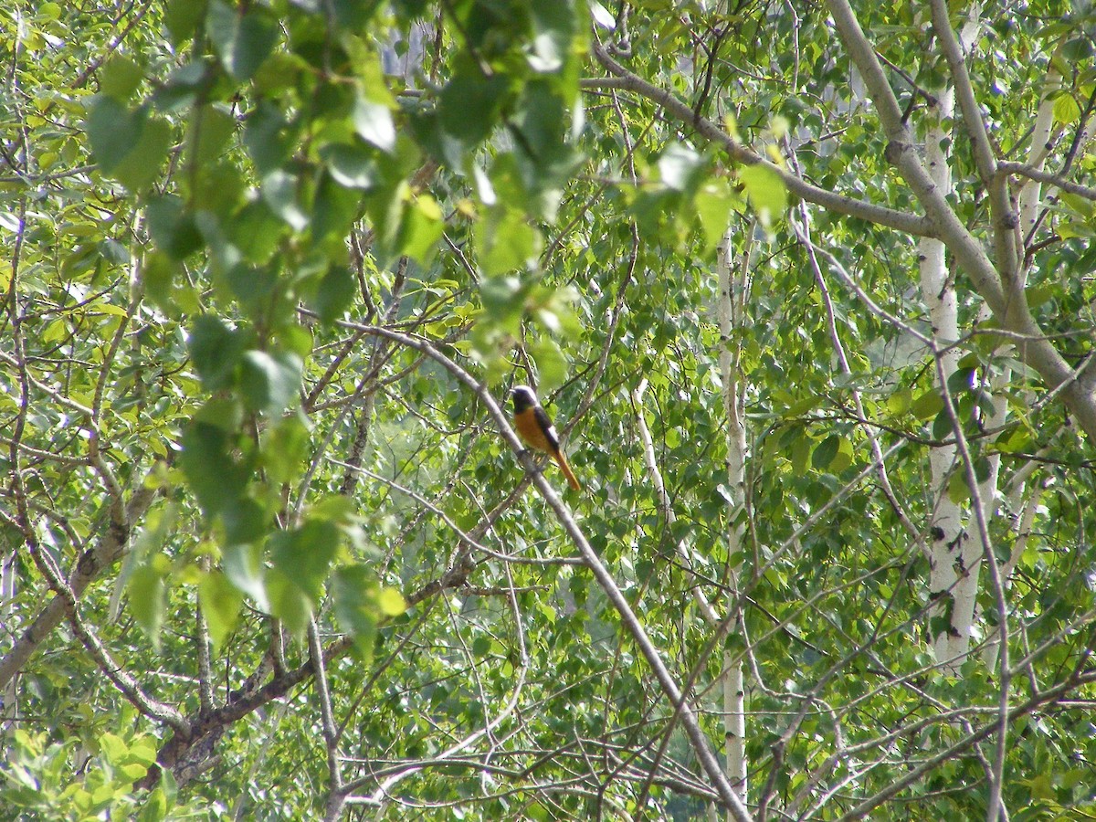 Daurian Redstart - ML640030674