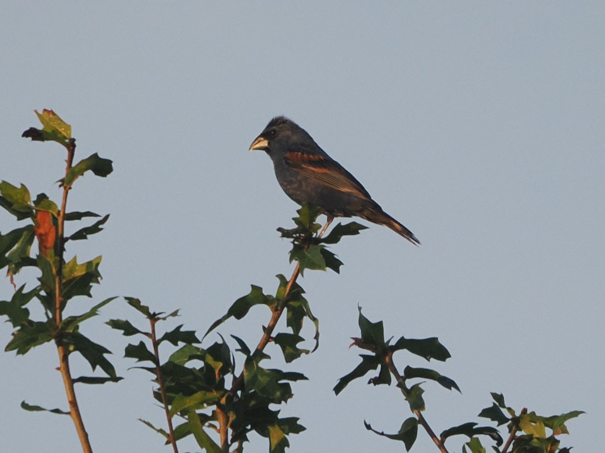 Blue Grosbeak - ML640030678