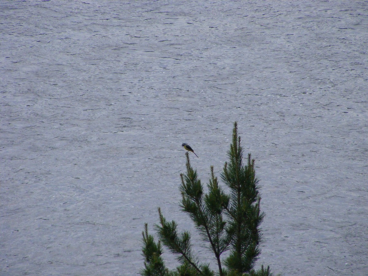 Gray Wagtail - ML640030684