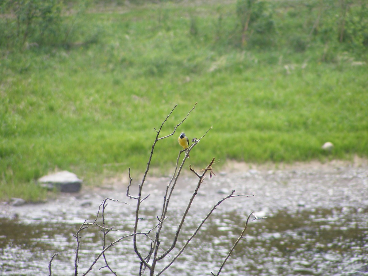 Gray Wagtail - ML640030696