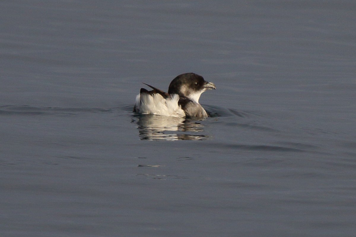 Peruvian Diving-Petrel - ML640030788