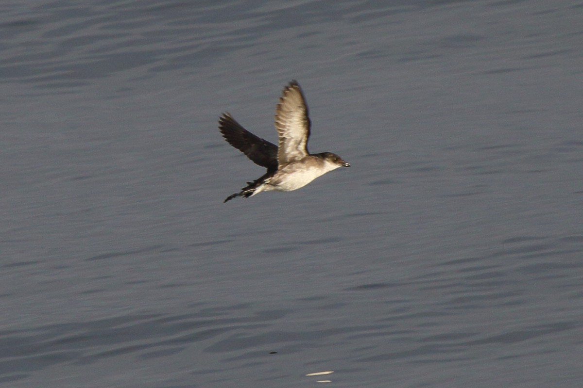 Peruvian Diving-Petrel - ML640030790