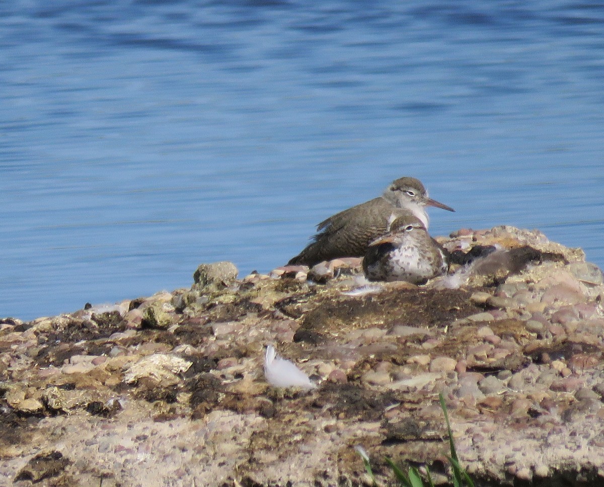 Spotted Sandpiper - ML64003081