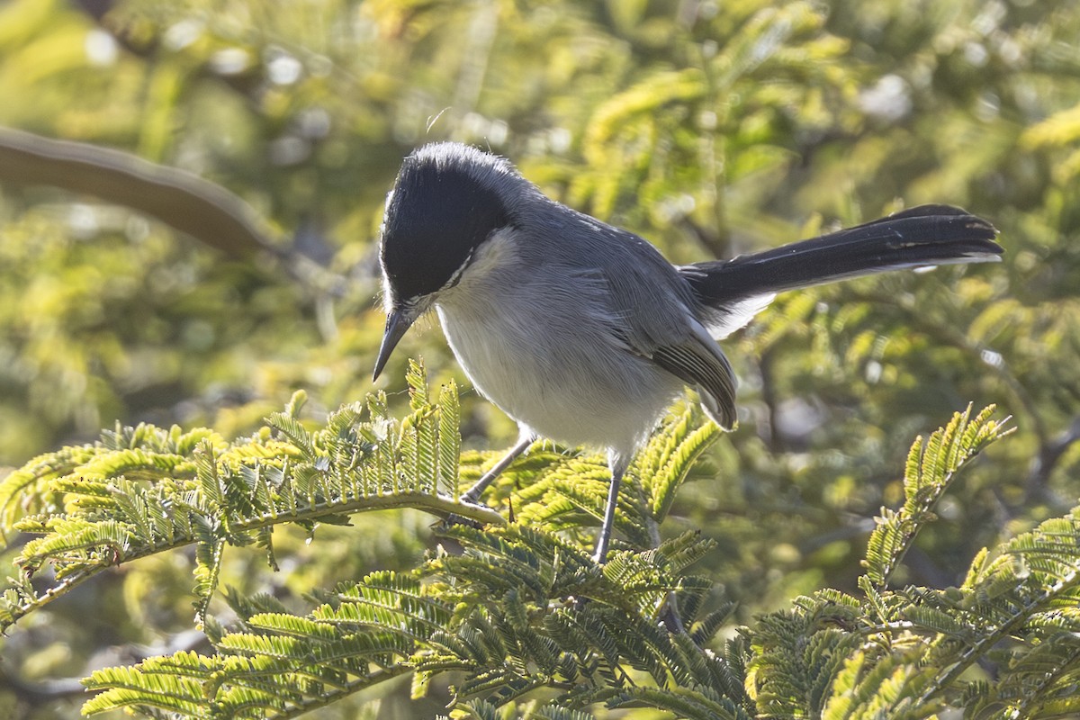 Marañon Gnatcatcher - ML640030845