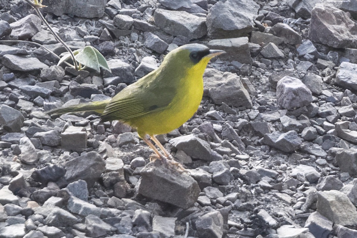 Black-lored Yellowthroat - ML640030866