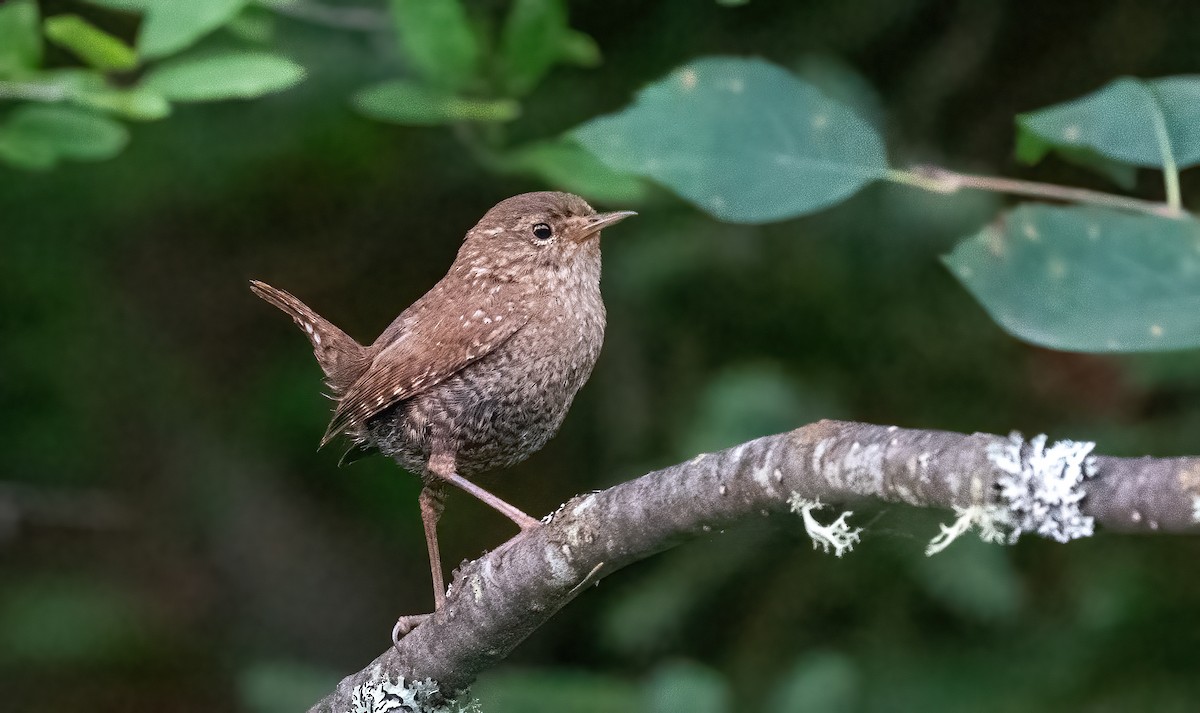 Winter Wren - ML640031132