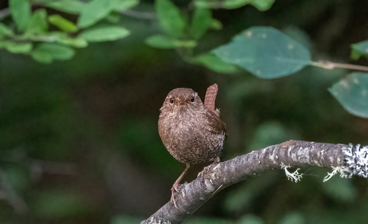 Winter Wren - ML640031145
