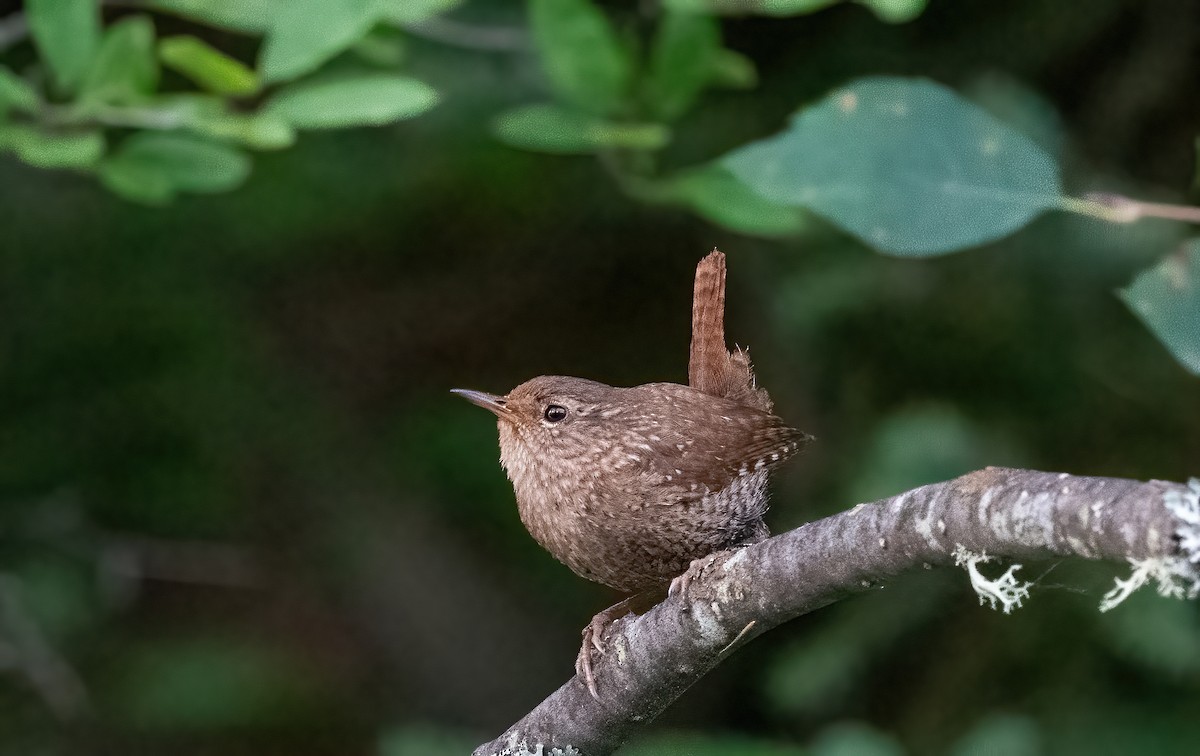 Winter Wren - ML640031152