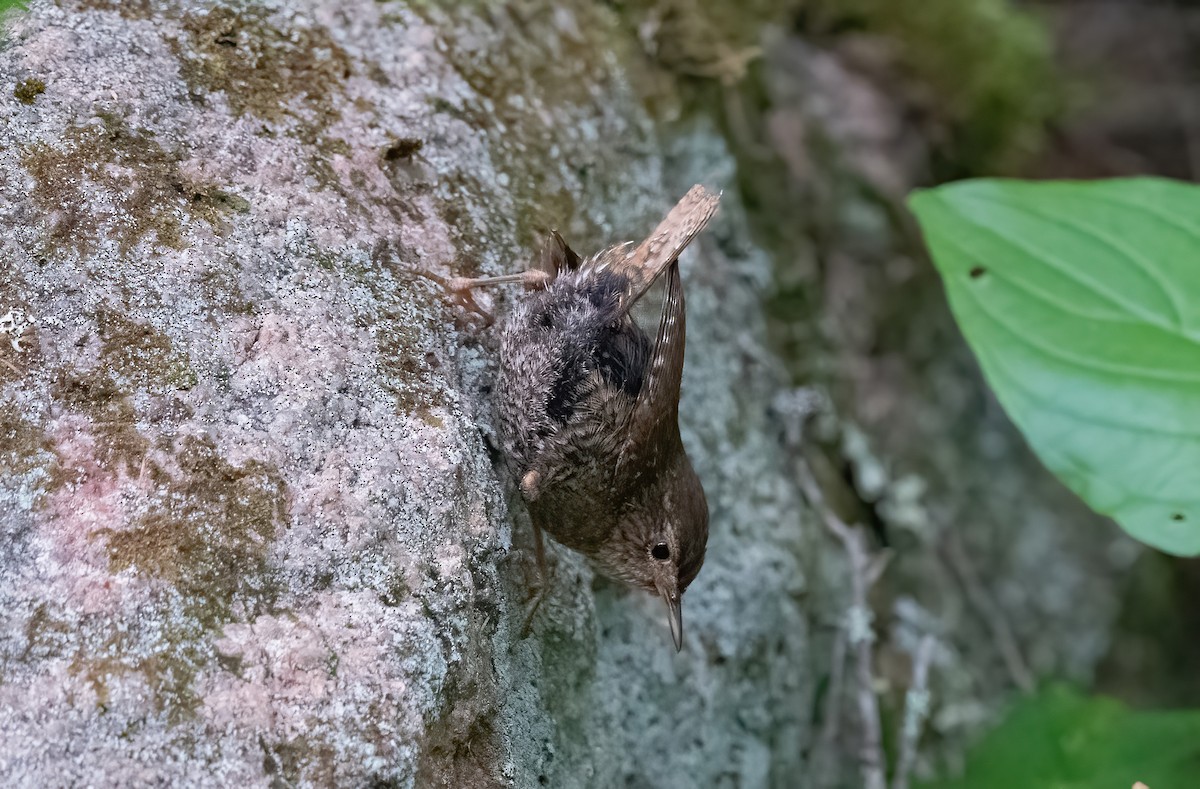 Winter Wren - ML640031159