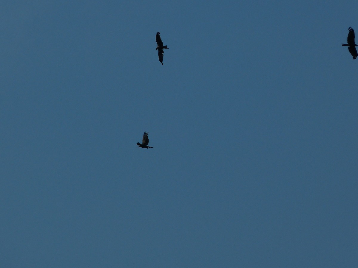 Black Kite - ML640031177