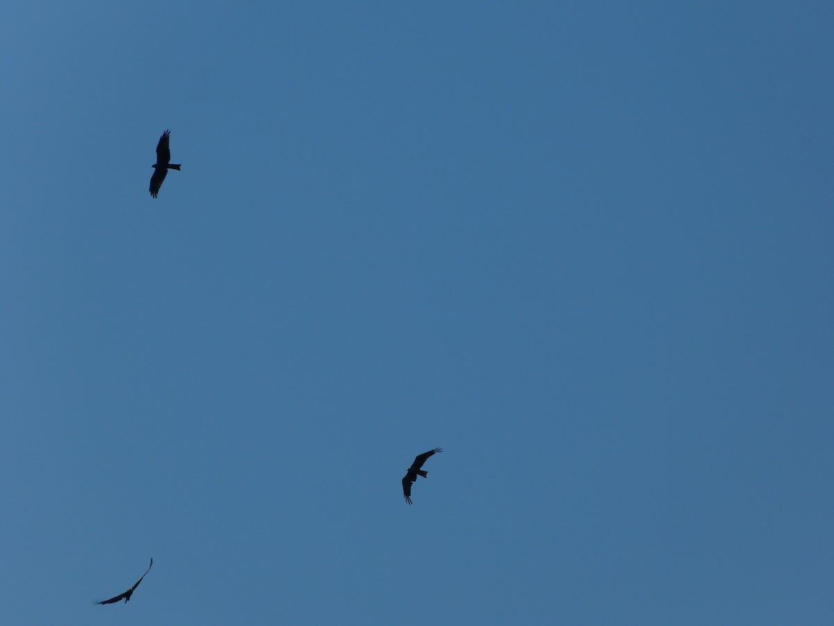 Black Kite - ML640031186