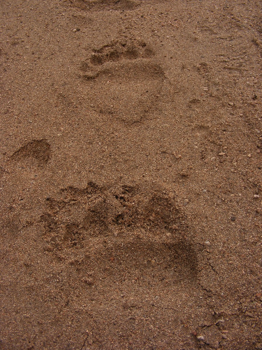 Animals - ML640031236