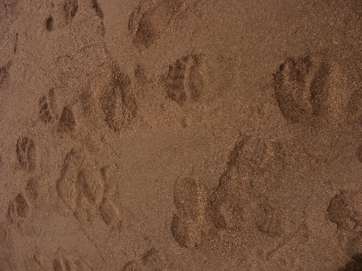 Animals - ML640031263