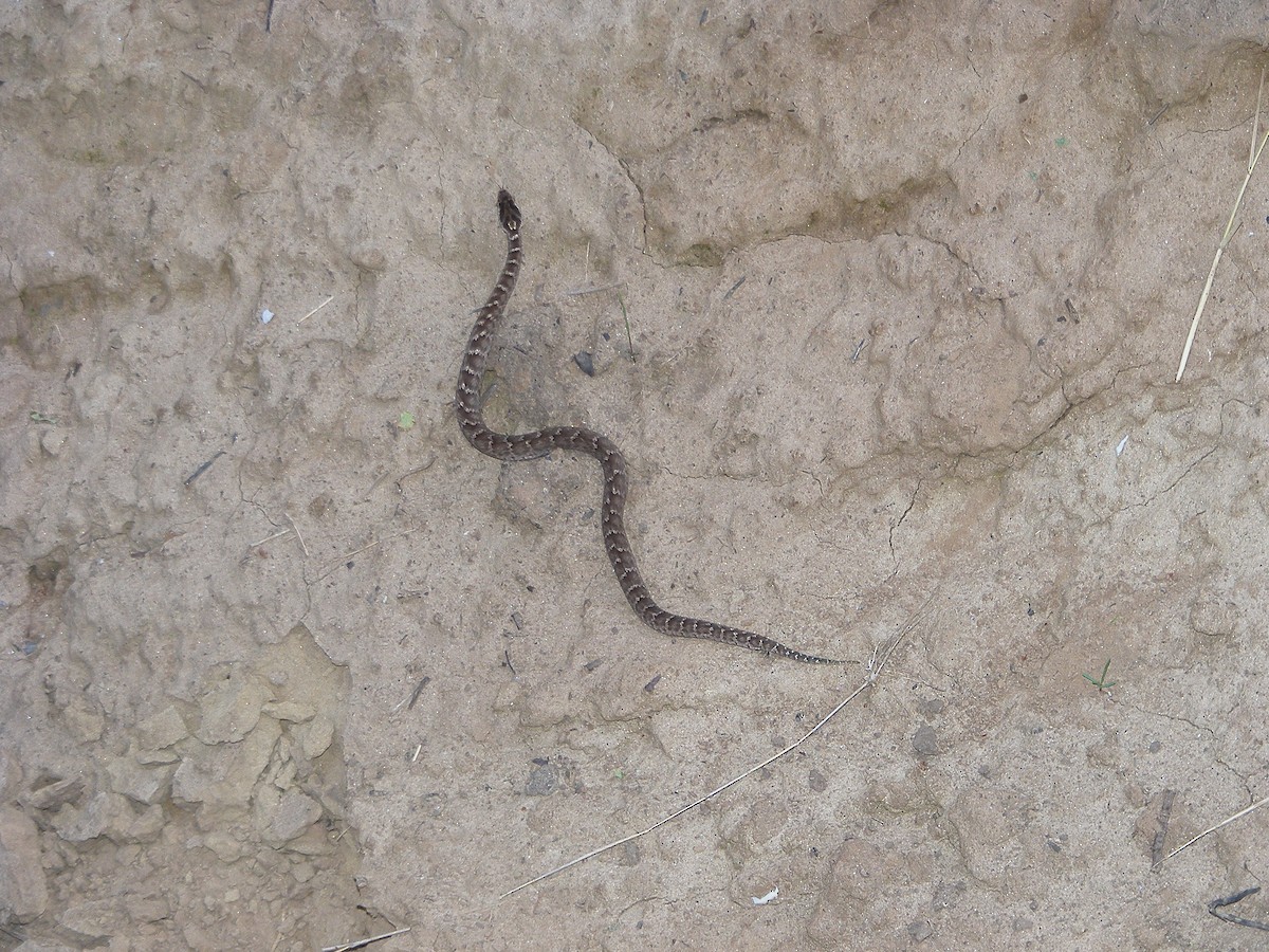 Animals - ML640031274