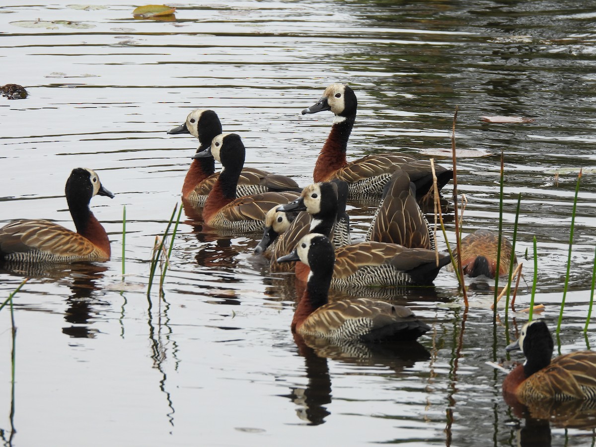 White-faced Whistling-Duck - ML640031297