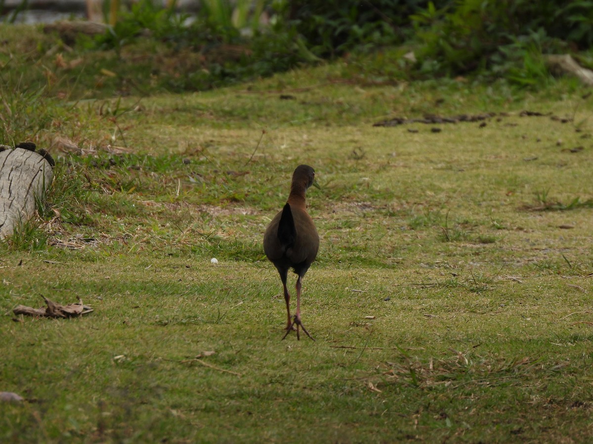 Slaty-breasted Wood-Rail - ML640031302
