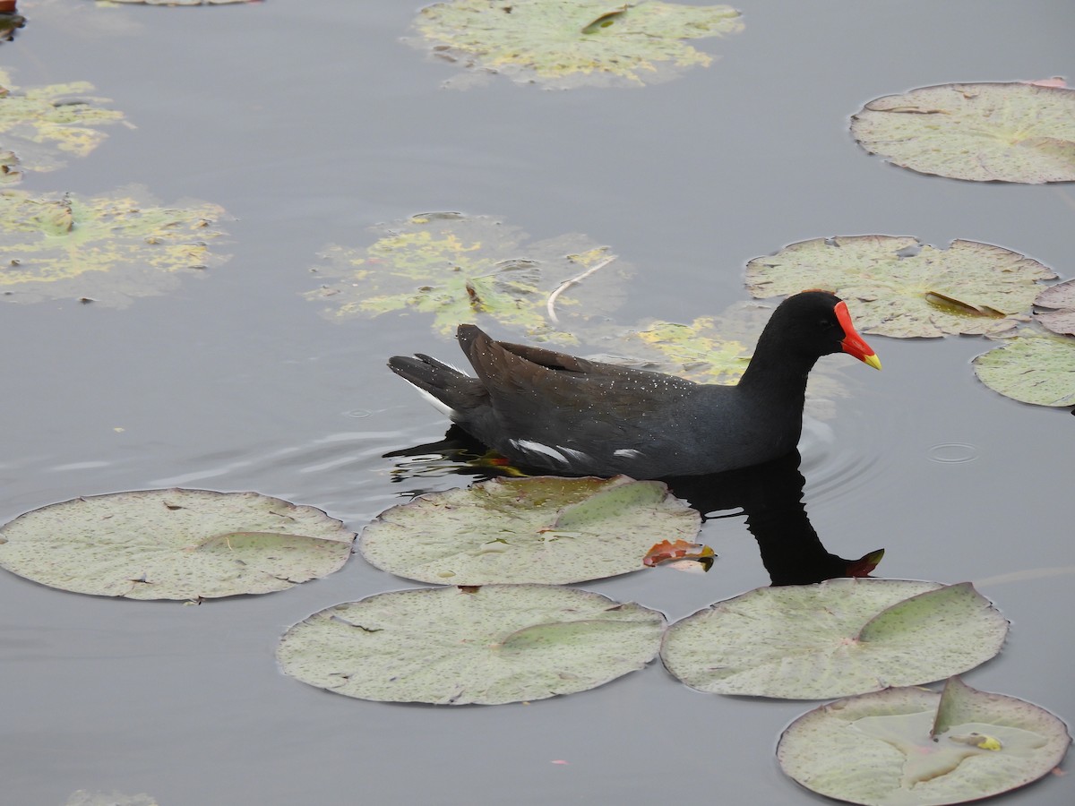 Common Gallinule - ML640031305