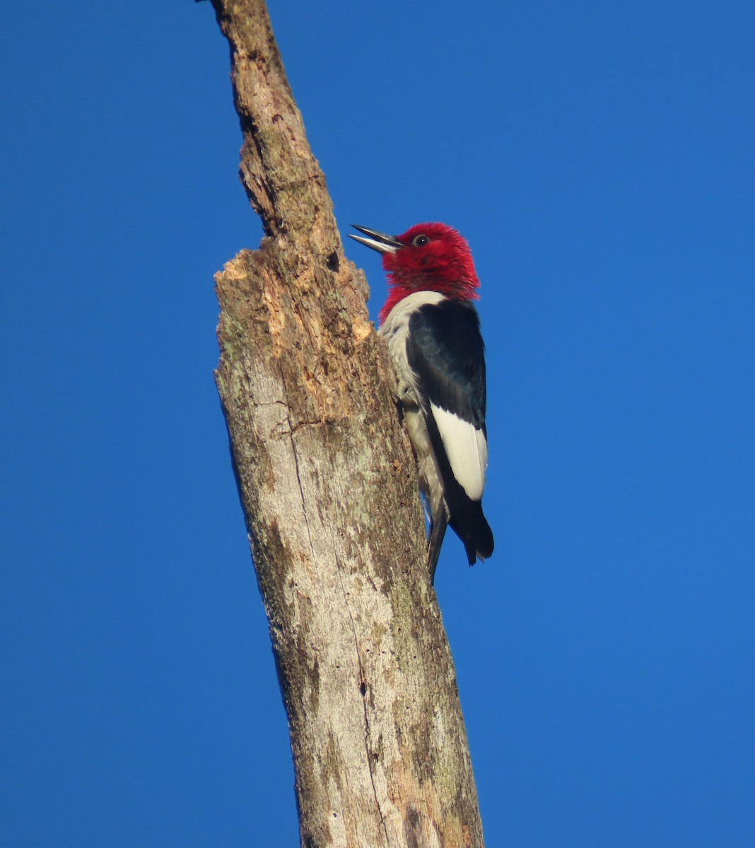 Red-headed Woodpecker - ML640031323