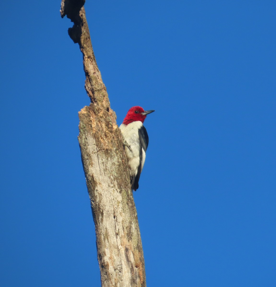 Red-headed Woodpecker - ML640031325