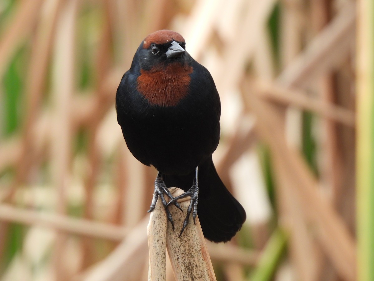 Chestnut-capped Blackbird - ML640031343