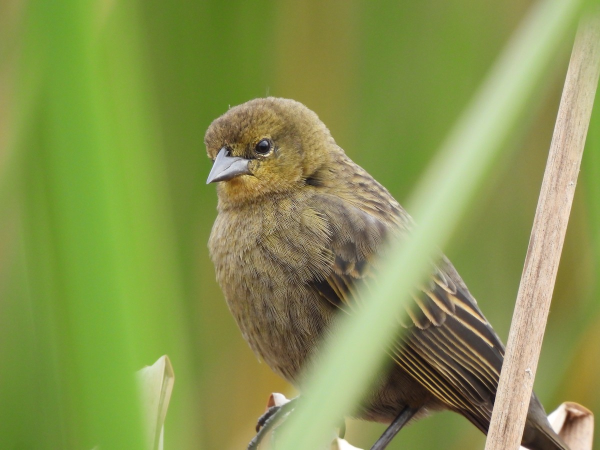 Chestnut-capped Blackbird - ML640031348
