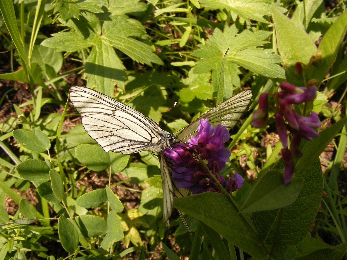 Animals - ML640031352