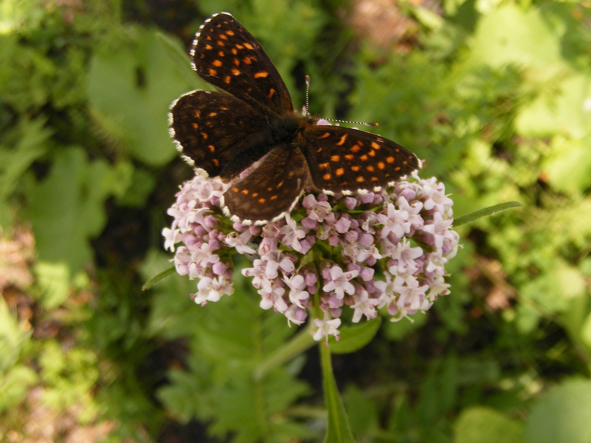 Animals - ML640031358