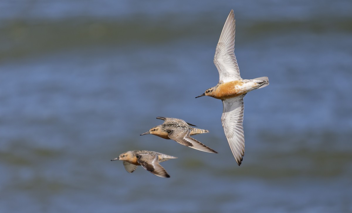 Red Knot - ML640031360